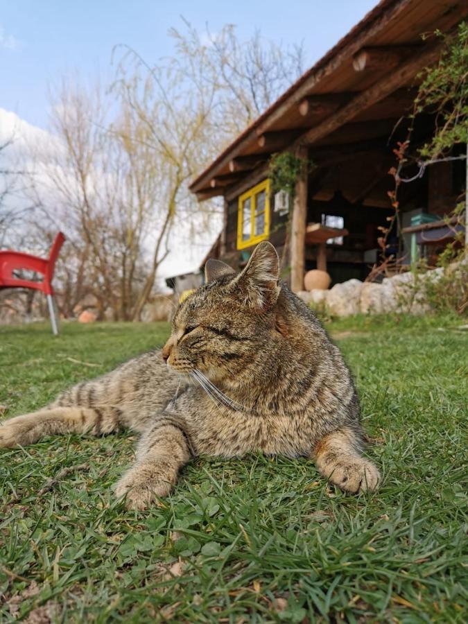 Chalet Belino Sokace Užice Exteriér fotografie